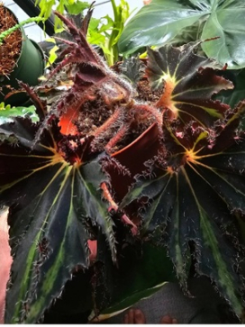 BEGONIA Spirit of Comores